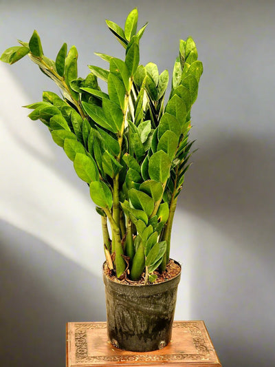 Zamia 70cm