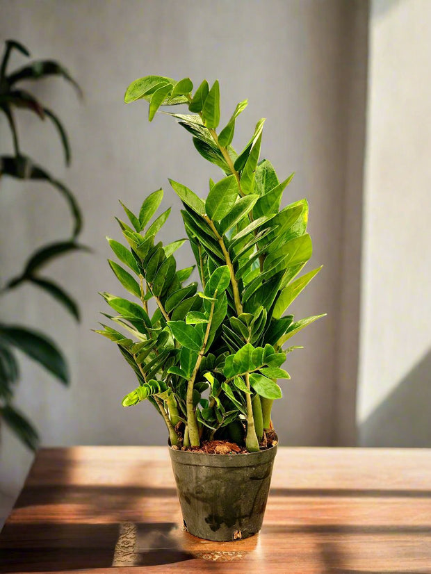 ZAMIA 50CM