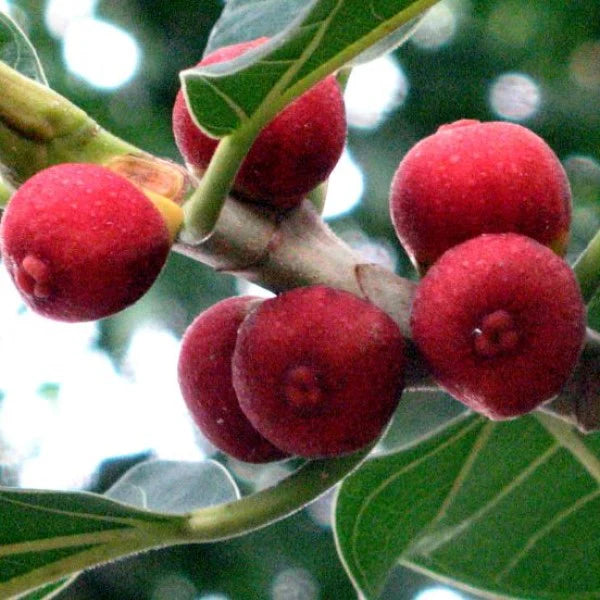 Ficus Benghalensis, Banyan Fig