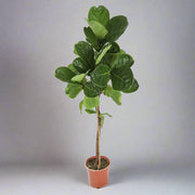 Ficus Lyrata Single Stem