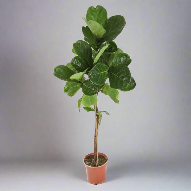 Ficus Lyrata تک ساقه (130 - 150 سانتی متر)