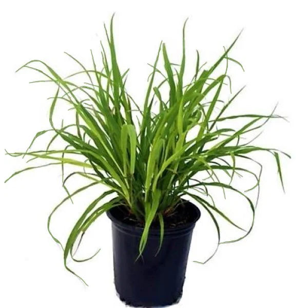 Pennisetum alopecuroides، چمن چشمه چینی