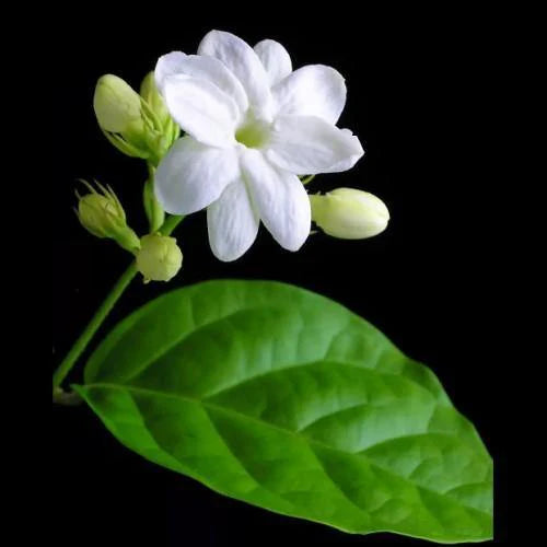 Jasminum sambas, The Arabian Jasmine, Mogra, Motia