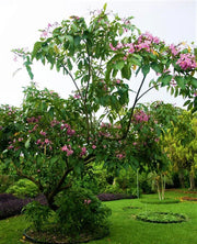 Trumpet Tree, Tabebuia pentaphylla, Tabebuia Rosea