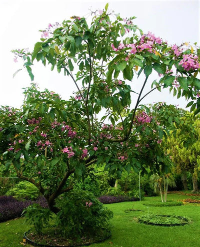 Trumpet Tree, Tabebuia pentaphylla, Tabebuia Rosea