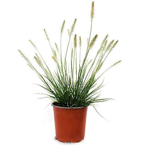 Pennisetum alopecuroides، چمن چشمه چینی