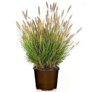 Pennisetum alopecuroides، چمن چشمه چینی