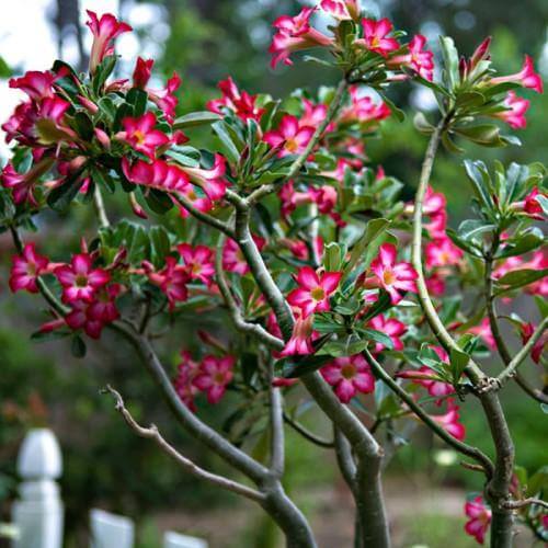 Adenium Obesum، رز صحرا 