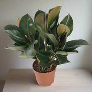 Rubber Plant Ficus Robusta 80CM