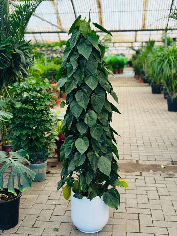 Philodendron Scandens 150CM