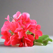 Geranium, Crane’s-Bill