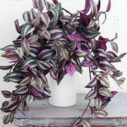 Tradescantia Zebrina, Wandering Jew