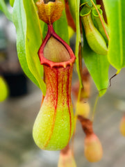 Monkey Jars (Nepenthes)