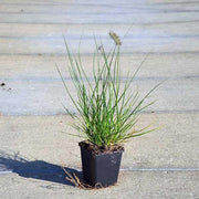 Pennisetum alopecuroides, Chinese fountain grass