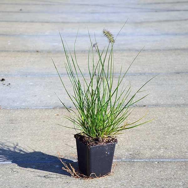 Pennisetum alopecuroides، چمن چشمه چینی