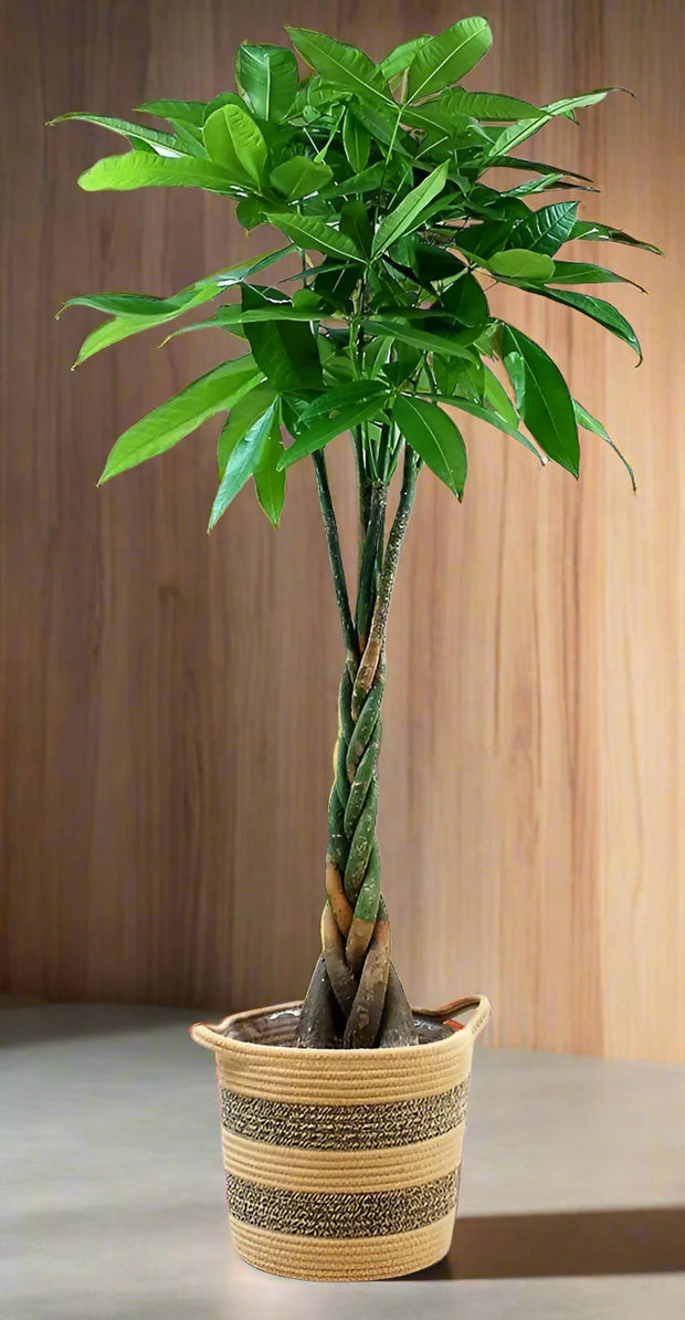 twisted money tree Pachira Aquatica, Money Tree (Twisted Trunk) 80