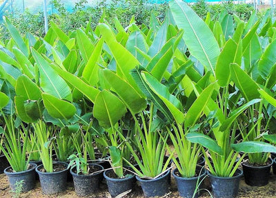 Ravenala Madagascariensis، نخلة المسافر