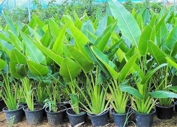 Ravenala Madagascariensis، نخلة المسافر