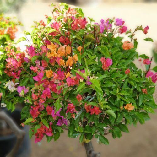 نمونه چند رنگ Bougainvillea