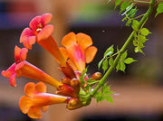 Campsis Radicans, Trumpet Vine