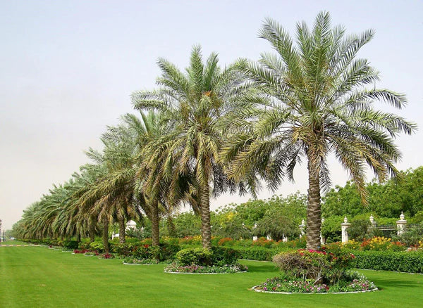 Date Palm, Phoenix Dactylifera