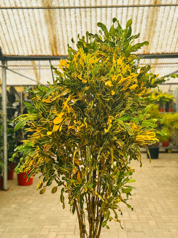 Codiaeum Variegated L. Blume در پارک (کروتون) 200 سانتی متر