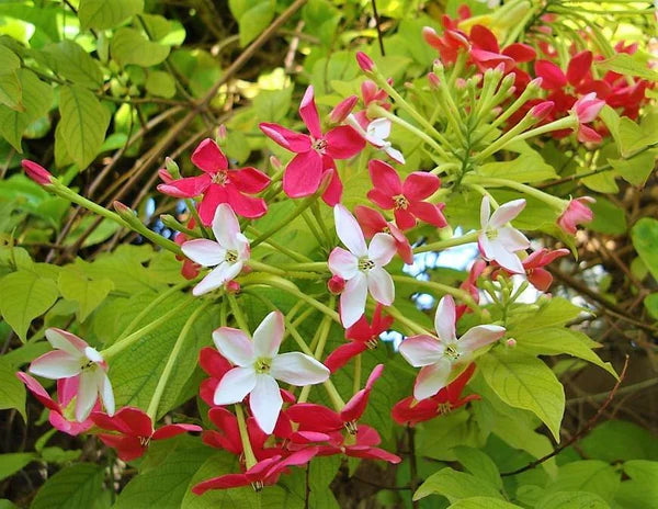 Clerodendrum Thomasenia، تاک قلبی خونریزی دهنده صورتی