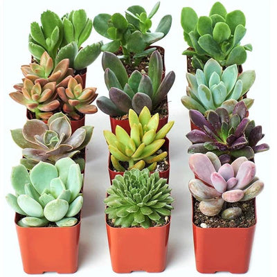 Mini succulents "Per Piece"