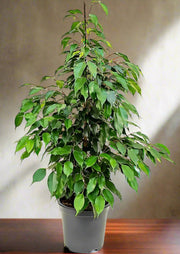 Ficus Banjamin 