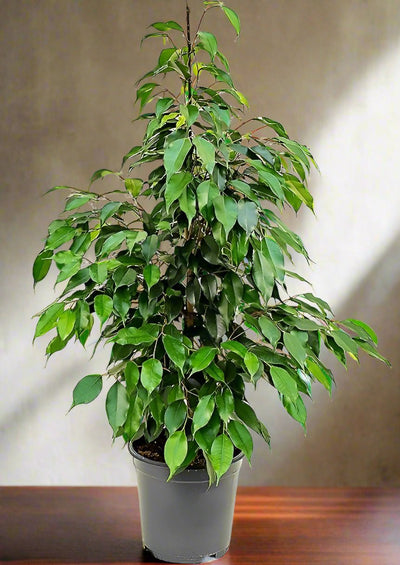 Ficus Banjamin 