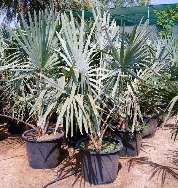 Bismarkia Palm, Bismarckia Nobilis