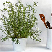 Rosemary Herb