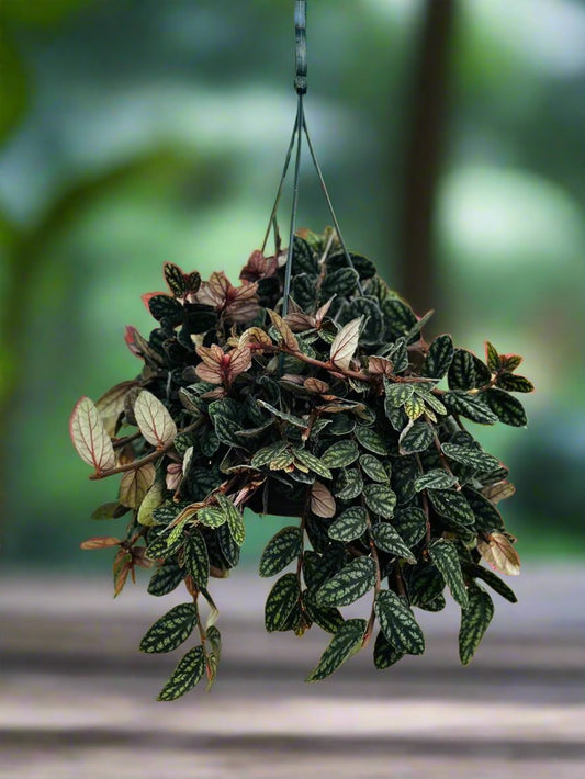 Begonia (Watermelon)