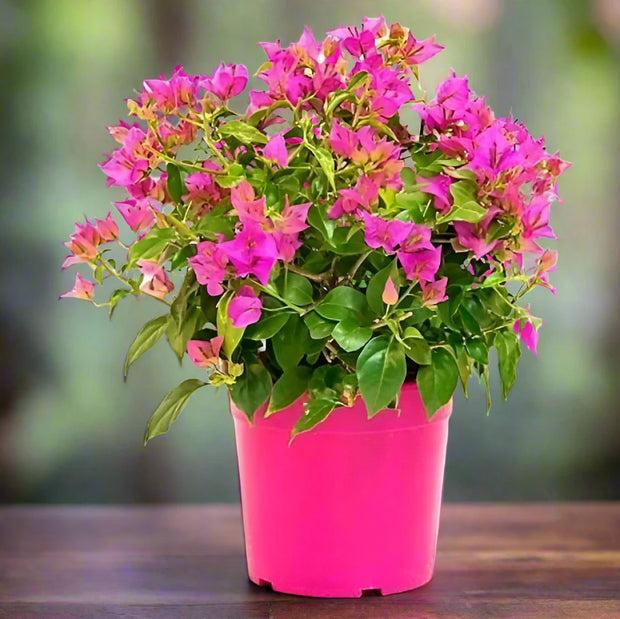 Bougainvillea Pink Pixie