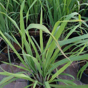 Lemon Grass, Cymbopogon Citratus