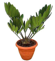 Cardboard Palm, Zamia Furfuracea