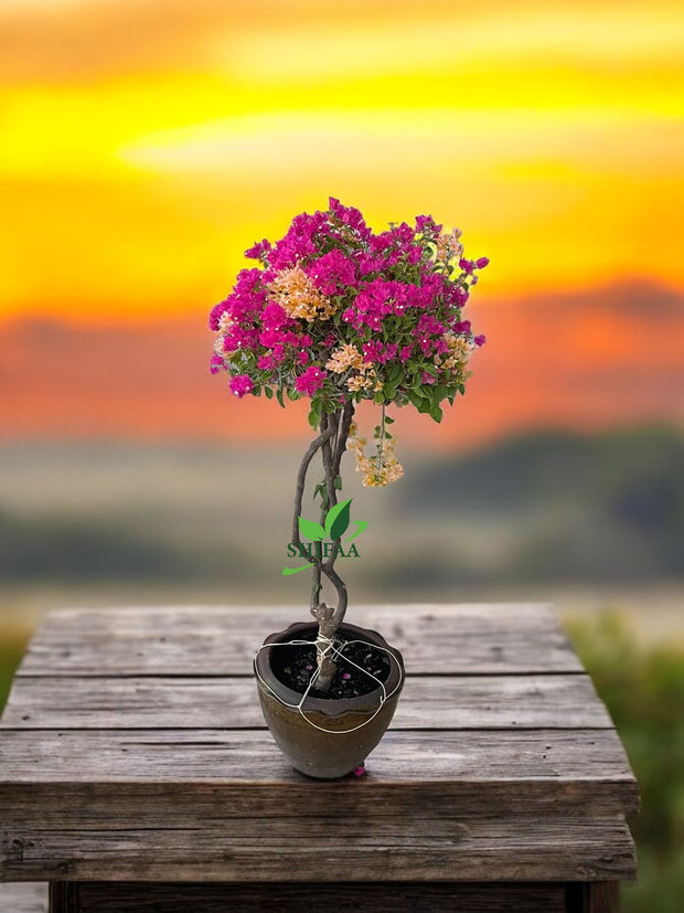 Bougainvillea Multicolor Specimen