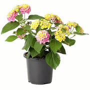 Lantana Camara Pink