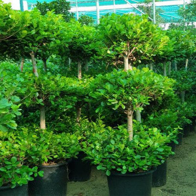 Ficus Diversifolia Three Heads