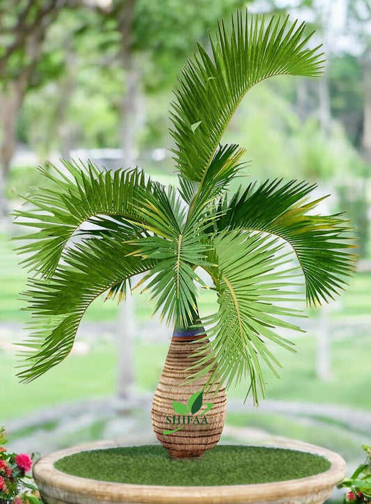 Bottle Palm, Hyophorbe Lagenicaulis