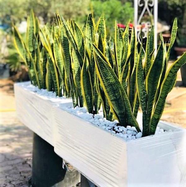 outdoor sansevieria Snake Plant Varigated – SHIFAA GARDEN CENTER
