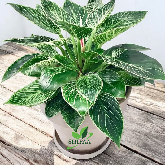 Philodendron Birkin