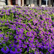 Scaevola Aemula, Blue Wonder