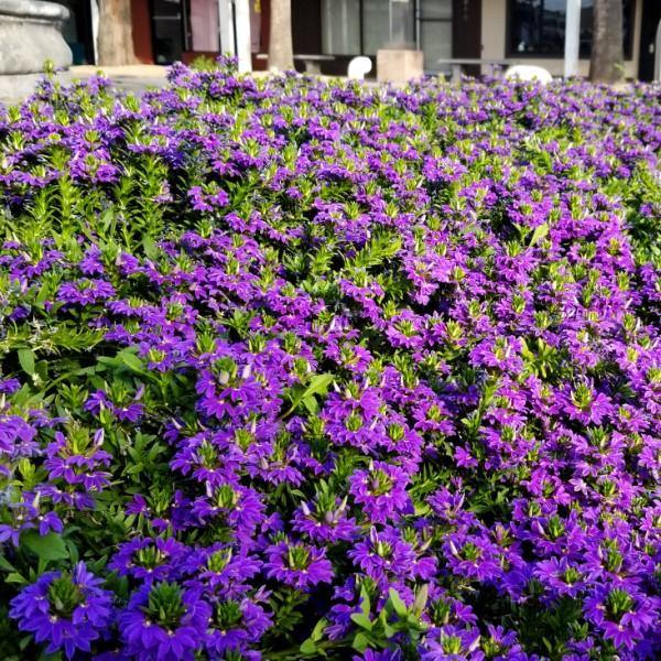 Scaevola Aemula, Blue Wonder