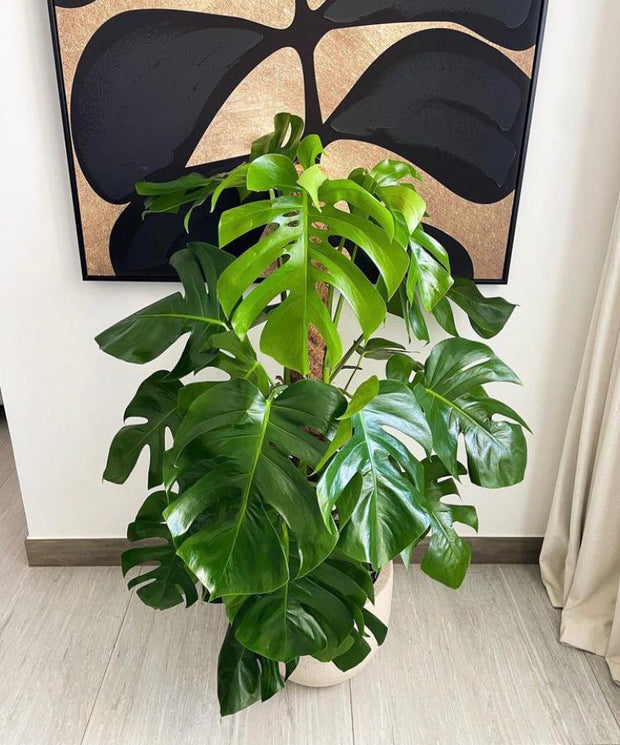 Monstera in a Pot, For you!