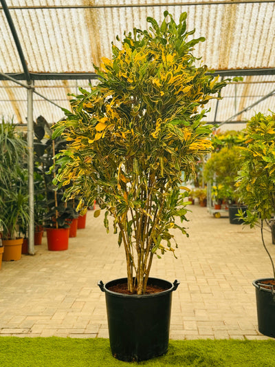 Codiaeum Variegated L. Blume in Park (Croton) 200CM