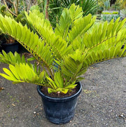 Cardboard Palm, Zamia Furfuracea