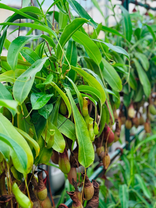 Monkey Jars (Nepenthes)