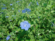 Jacquemontia Pentantha, Sky Blue Cluster Vine