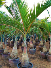 Bottle Palm, Hyophorbe Lagenicaulis